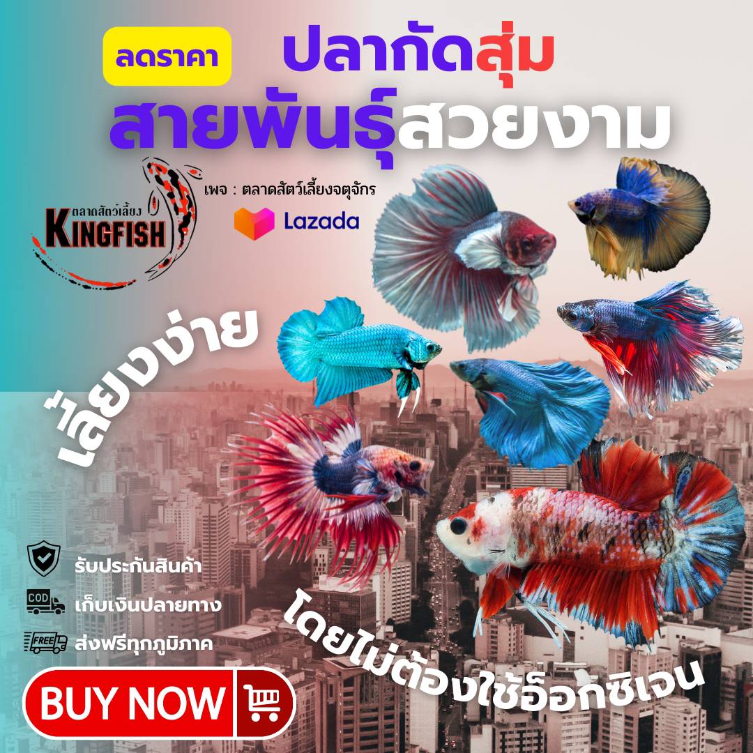 ปลากัดสุ่ม เลือกสายพันธุ์ได้ ปลากัดหม้อ ปลากัดแฟนซี คาเทล