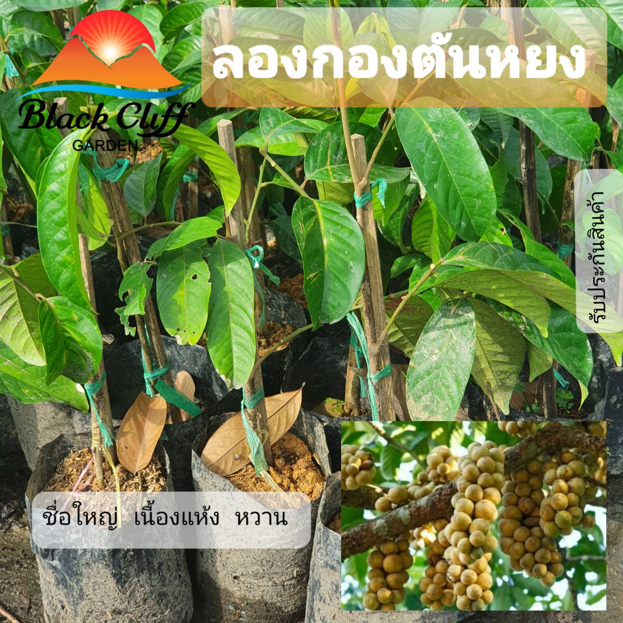 ต้นลองกอง ตันหยง กิ่งพันธุ์ ต้นไม้ ไม้ผล ต้นพันธ์ เมล็ดพันธ์ พันธุ์ไม้ ไม้มงคล ไม้ฟอกอากาศ เมล็ดพันธุ์ สวนเขาหมาก เนื้อนวลหวานฉ่ำ เป็นไม้พุ่มดูแลง่าย ออกลูกดกเต็มต้น สูงประมาณ 50 ซม.