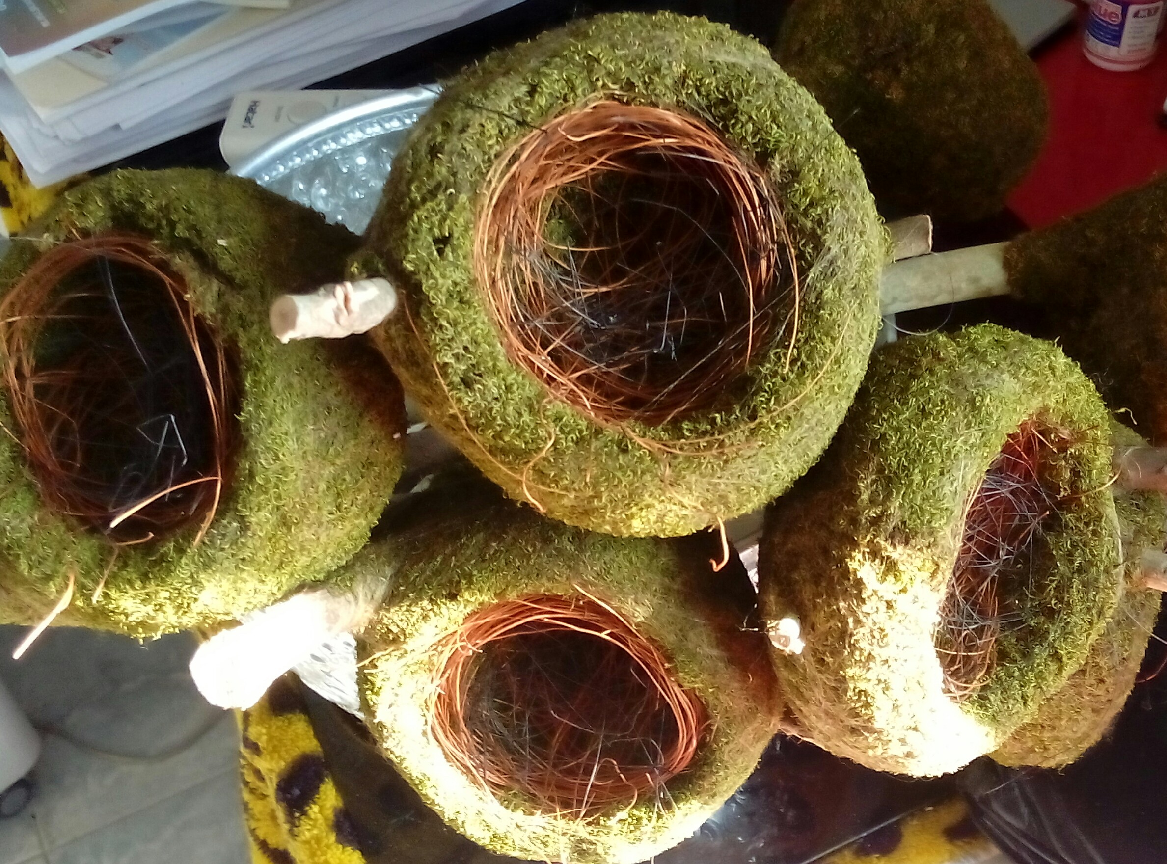 รังนกเขาหลง