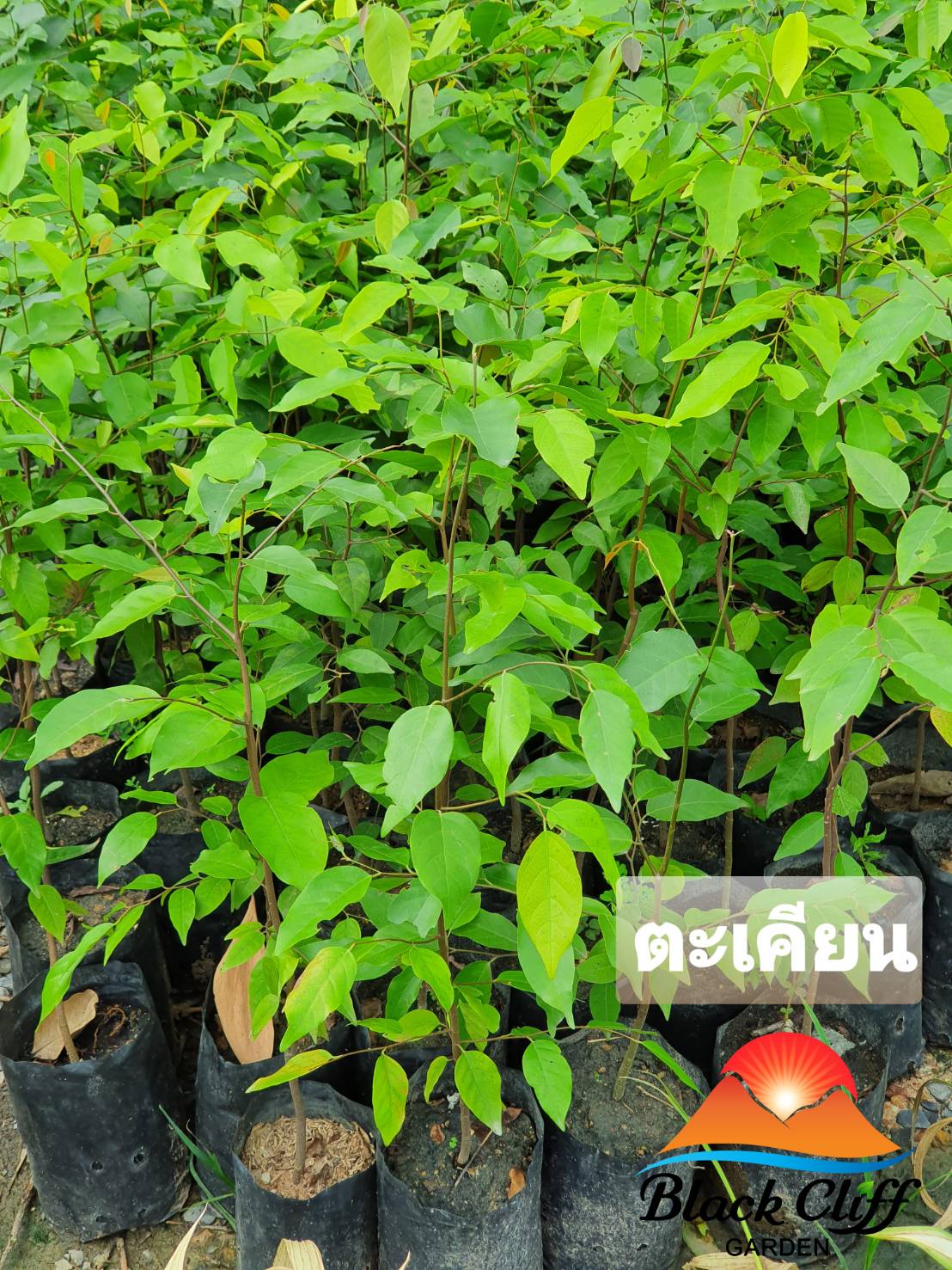 ต้นตะเคียนทอง ตะเคียนทองมะม่วงหินมะพาน เงินออมในต้นไม้ ไม้สะสมมูลค่าป่าไม่เศรษฐกิจ เพื่อการออมการลงทุน