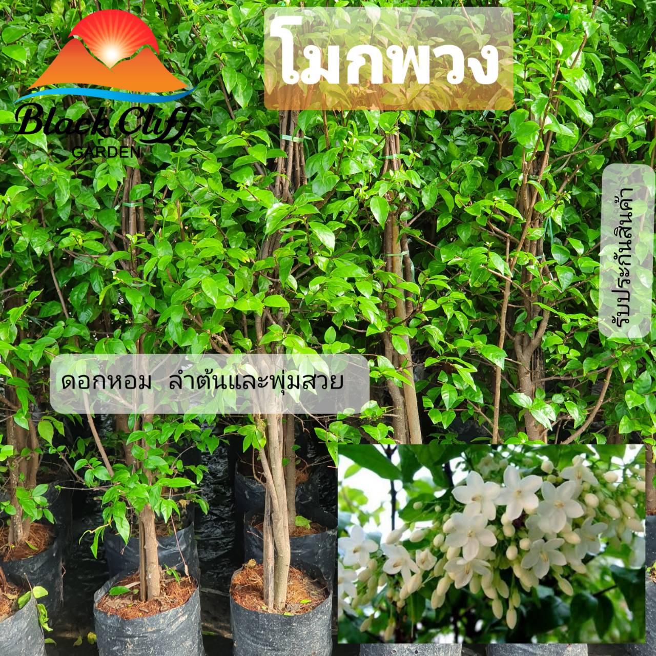 ต้นโมก โมก ต้นไม้ ไม้ผล ต้นพันธ์ เมล็ดพันธ์ พันธุ์ไม้ ไม้มงคล ไม้ฟอกอากาศ เมล็ดพันธุ์ สวนเขาหมาก ต้นไม้ประดับ สูง 60-80 ซม