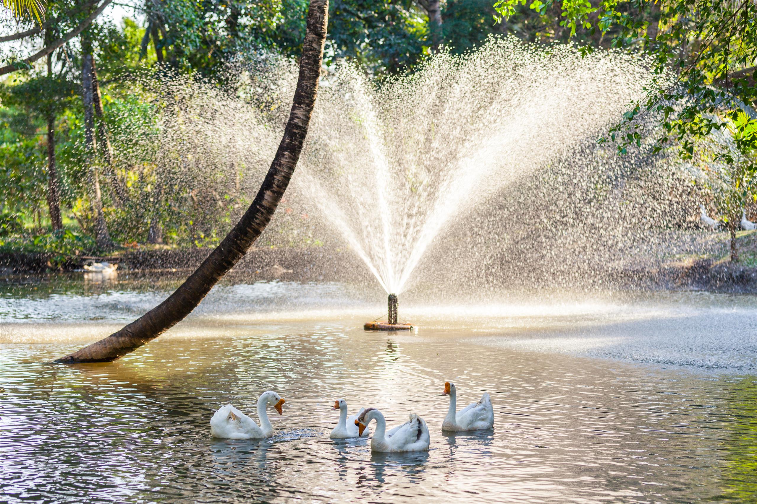 For Rent : Rawai, Seafront Pool Suite, 3 Bedroom 2.5 Bathroom