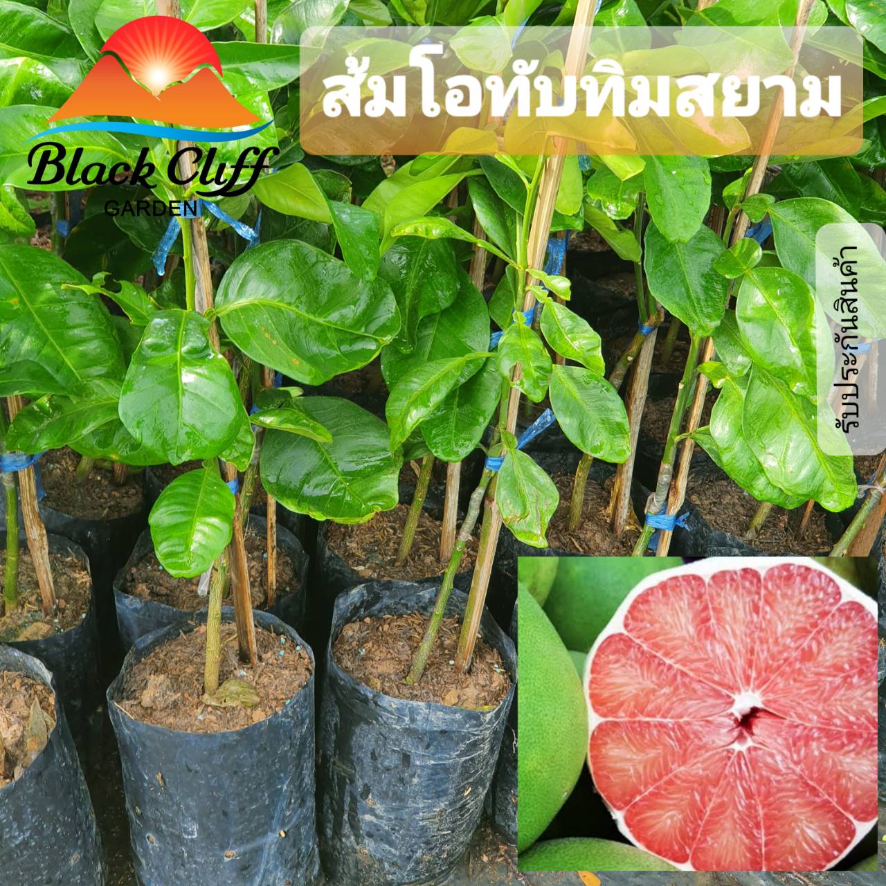 กิ่งส้มโอทับทิมสยาม ส้มโอทับทิมสยาม กิ่งพันธุ์ ต้นไม้ ไม้ผล ต้นพันธ์ เมล็ดพันธ์ พันธุ์ไม้ ไม้มงคล ไม้ฟอกอากาศ เมล็ดพันธุ์ สวนเขาหมาก เนื้อสีแดงทับทิม,รสชาติหวานไม้ผล สูง 40 ซม.
