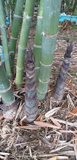 ไผ่ปักกิ่ง ไผ่ blackcliffgarden ไม้ไผ่ ไผ่ปักกิ่ง ไผ่จีน