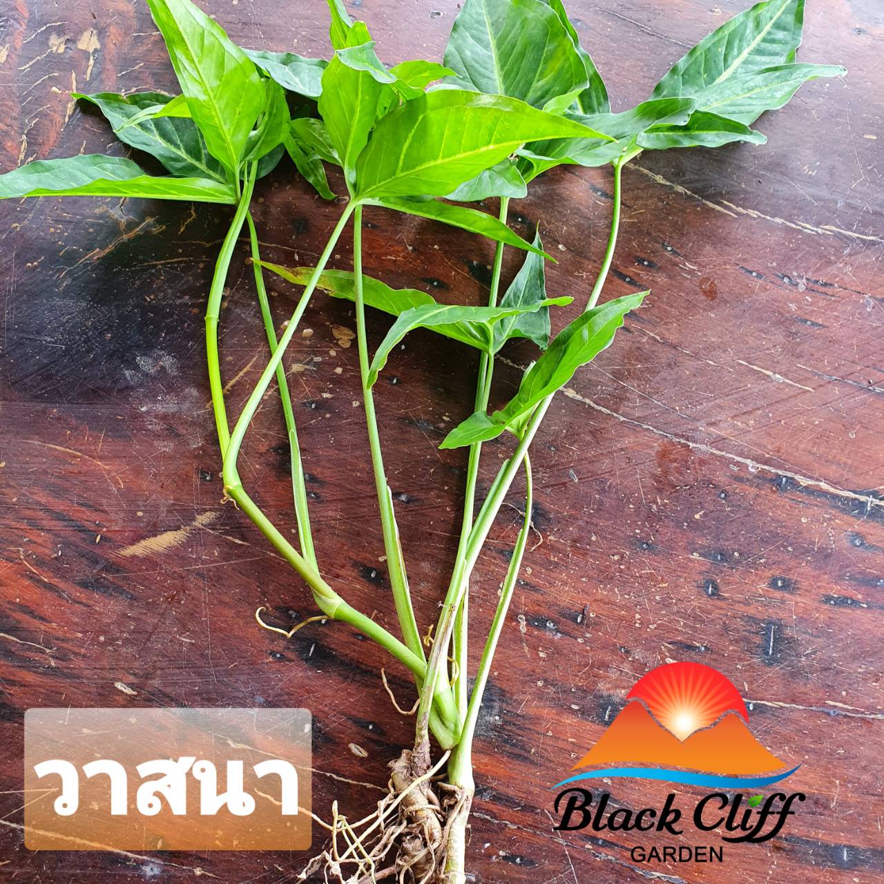ต้นวาสนา สวนเขาหมาก ไม้มงคล ไม้ประดับ สามารถปลูกในน้ำได้ ปลูกในอาคารได้