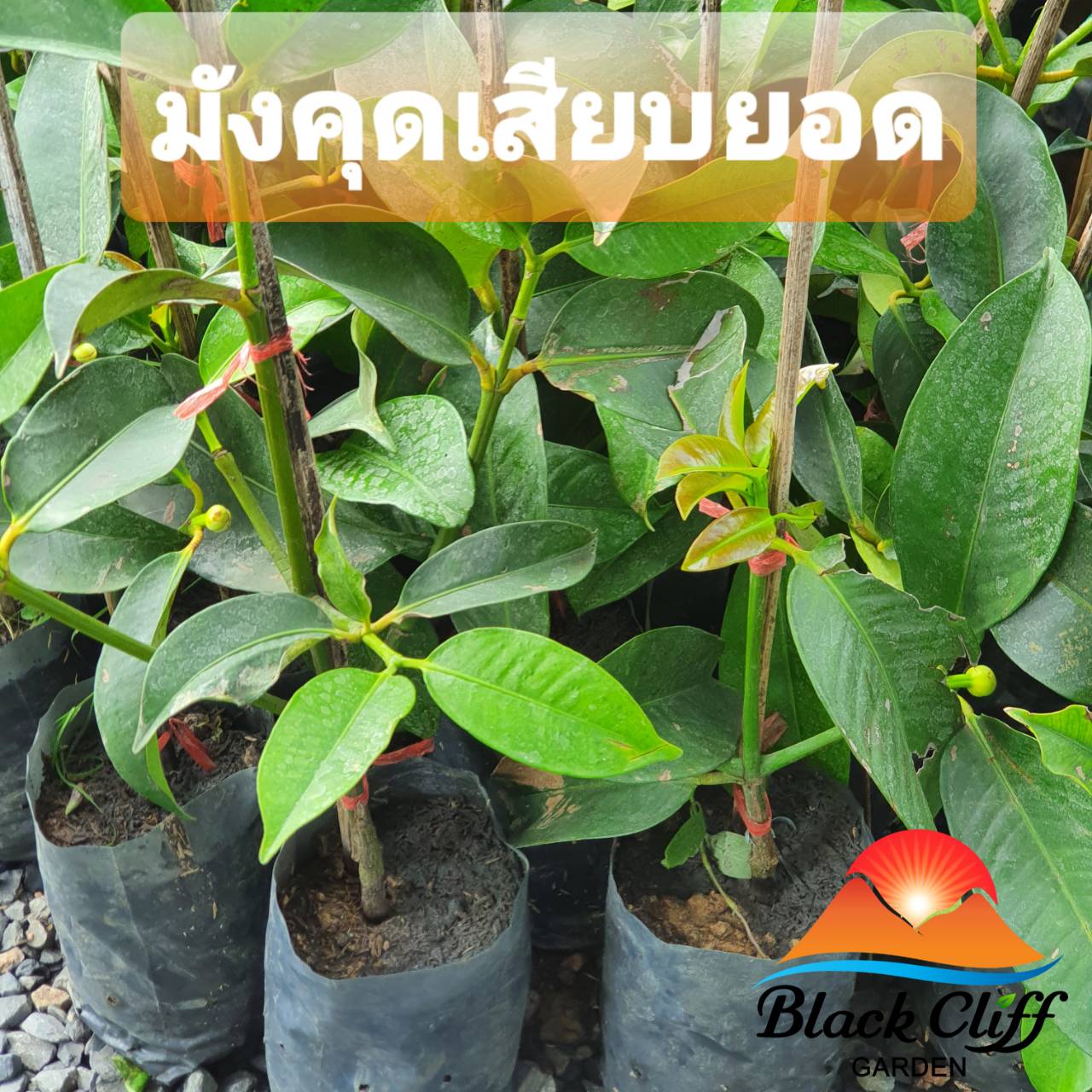 มังคุดเสียบยอด ต้นมังคุด ให้ผลภายใน 1 ปี ไม้ผล ผลไม้ สวนเขาหมาก