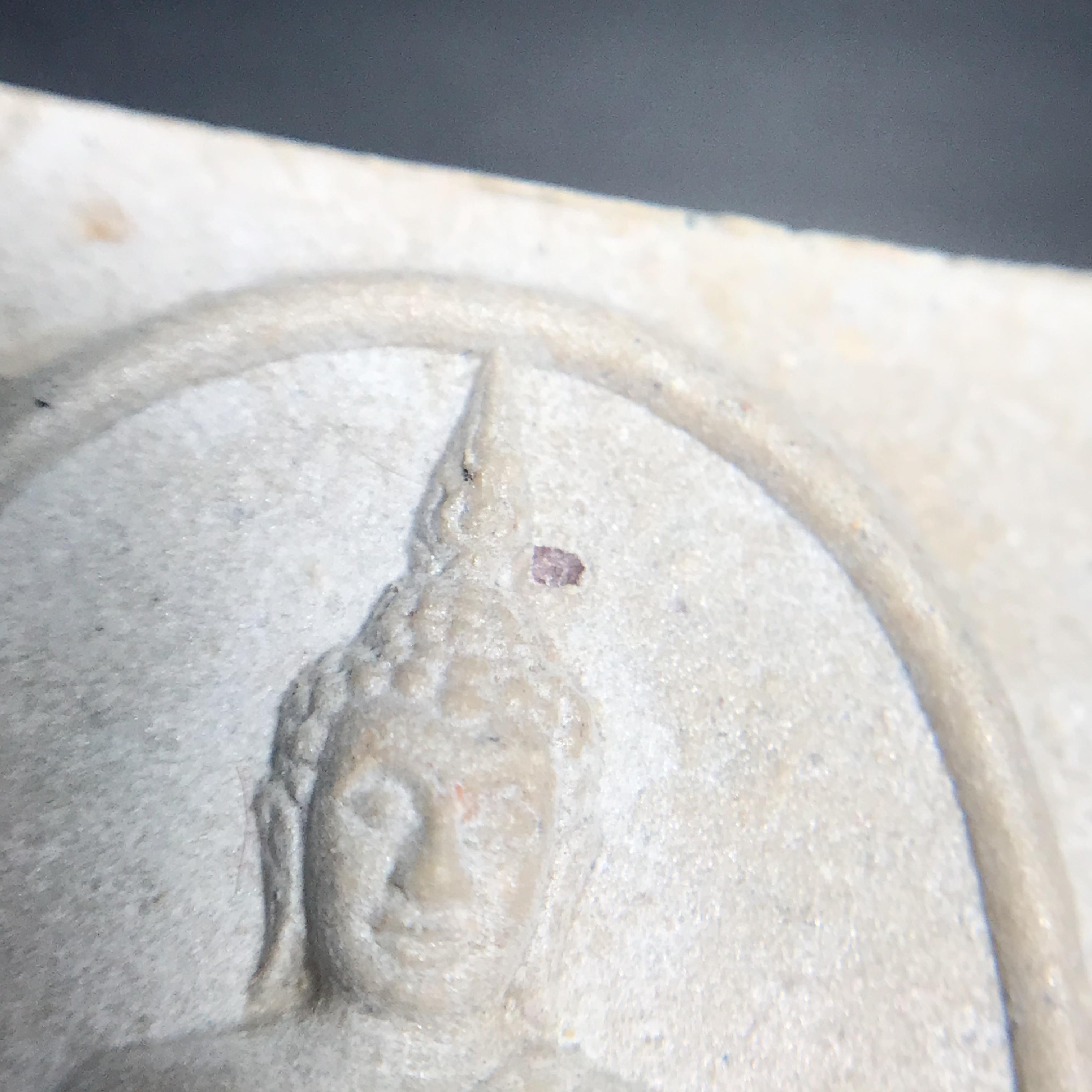 พระพุทธชินสีห์ ภปร. ทันโต เสฏโฐ ปี2533 พิมพ์ใหญ่ พร้อมใบรับรองบรรจุพระทนต์ในหลวง รุ่นเดียวในประวัติศาสตร์ ****รุ่นนี้ขอแนะนำ****(องค์พิเศษมีพลอยแดงติดด้านหน้า พบเจอหายาก))