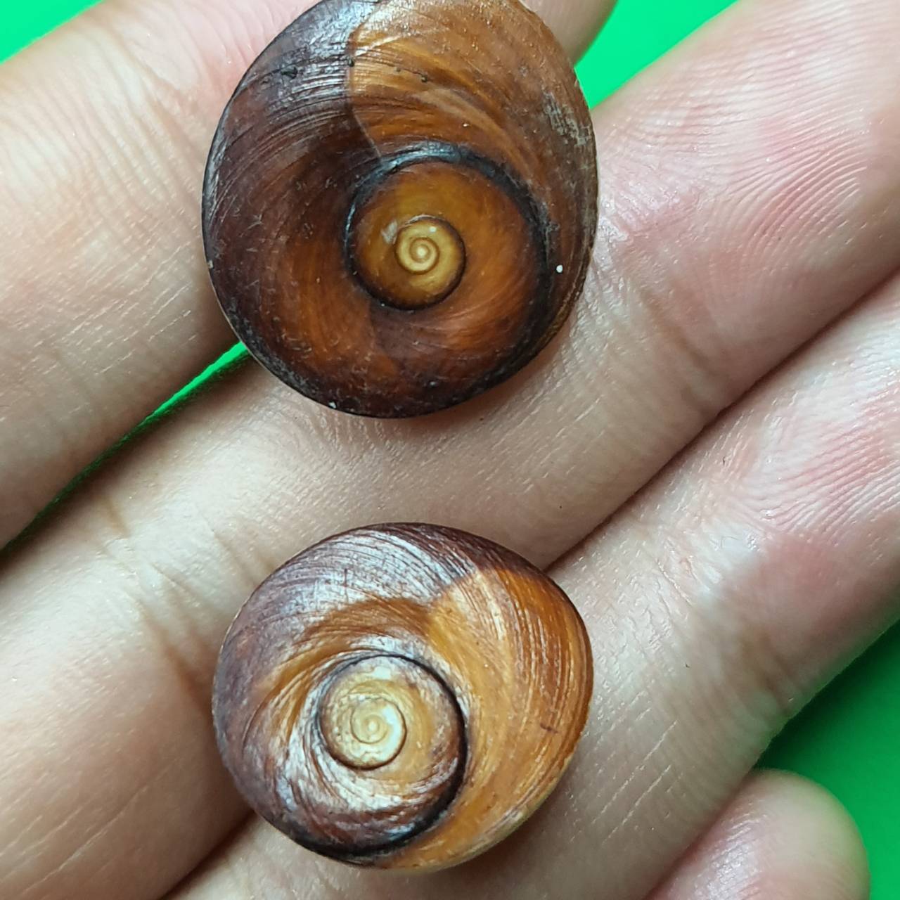 อิ่นอ้อยออยเงิน ให้โชคลาภ ค้าขายดี (ตัวเล็ก ขนาด 1.5-2 ซม. 1 คู่ แถม 1 คู่)