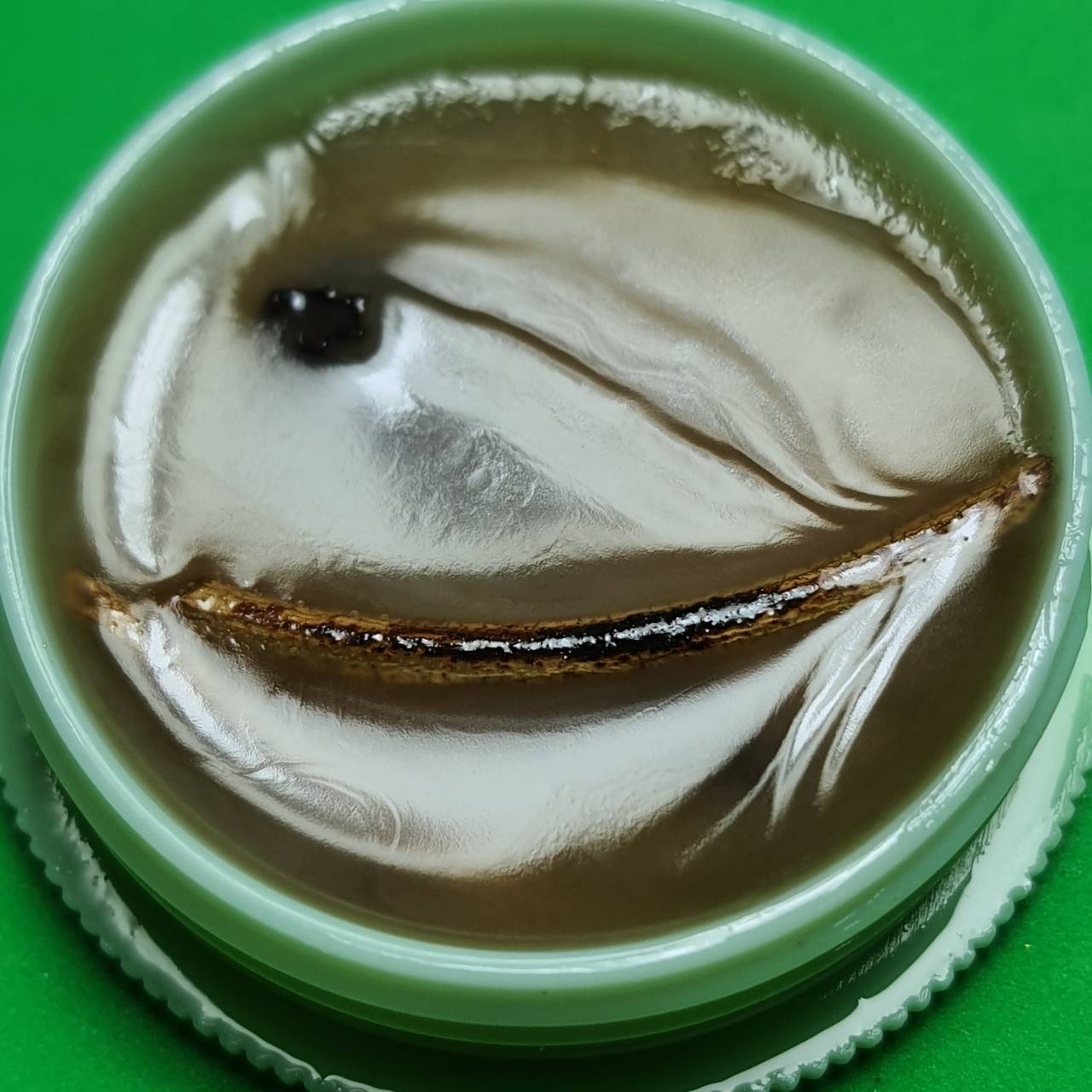 ของเสน่ห์ สีผึ้งโภคทรัพย์ ไก่ฟ้าพญาลอ สีผึ้งเรียกทรัพย์ สีผึ้งนำโชค สีผึ้งแท้ ไก่ฟ้าพญาลอ ว่านไก่ฟ้าพญาลอ