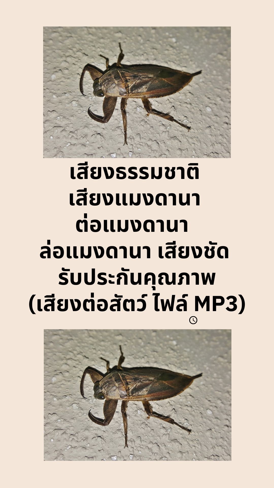 เสียงธรรมชาติ เสียงแมงดานา ต่อแมงดานา ล่อแมงดานา เสียงชัด รับประกันคุณภาพ (เสียงต่อสัตว์ ไฟล์ MP3)