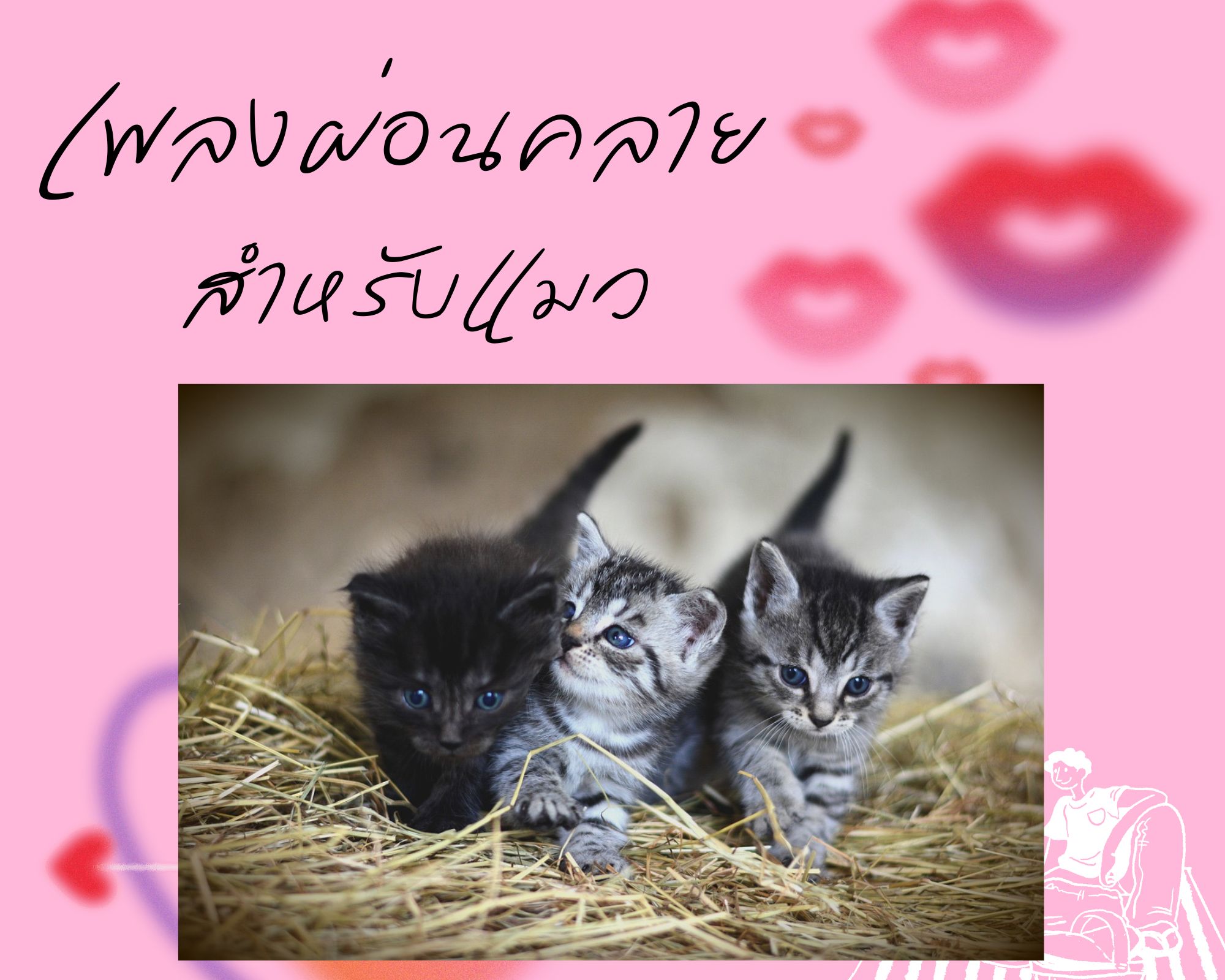 Magic Relaxing Music for Cats (เพลงผ่อนคลาย สำหรับแมว) ความยาว 11 ชั่วโมง