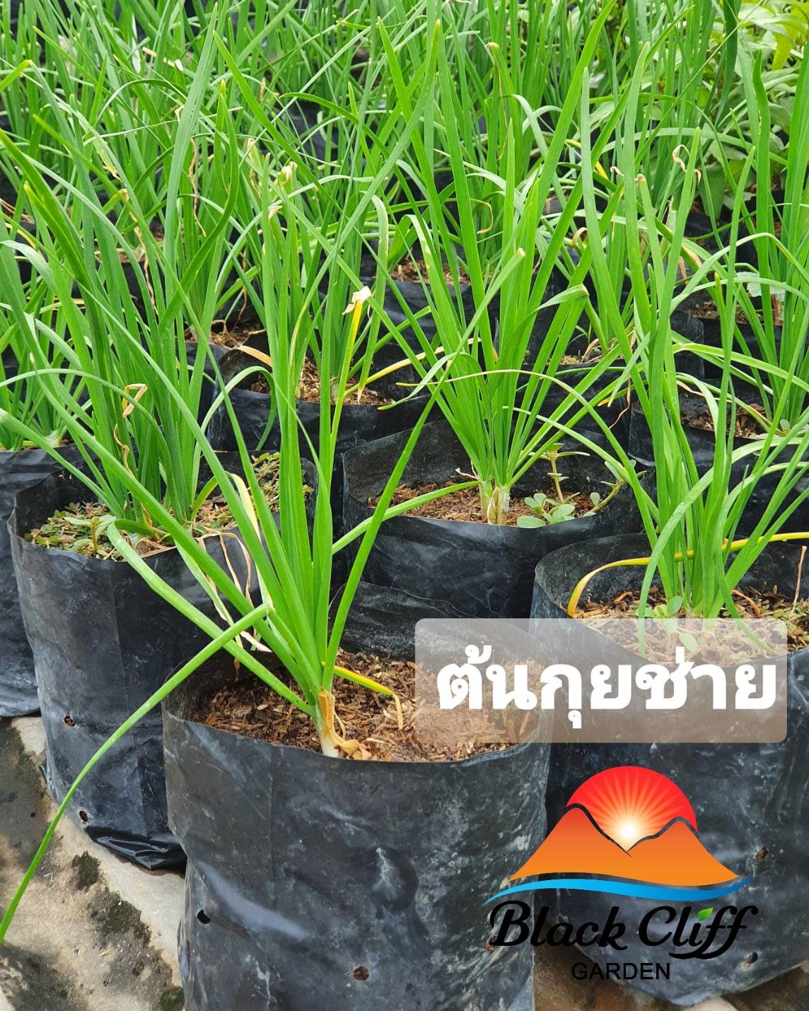 ต้นกุยช่าย กุยช่าย ต้นไม้ ไม้ผล ต้นพันธ์ เมล็ดพันธ์ พันธุ์ไม้ ไม้มงคล ไม้ฟอกอากาศ เมล็ดพันธุ์ สวนเขาหมาก ขนมกุยช่าย ผัดไทย ผัดกุยช่ายเลือดหมู ผัดกับตับหรือเลือดหมู แก้อาการท้องอืดท้องเฟ้อ ขับลมในกระเพาะ