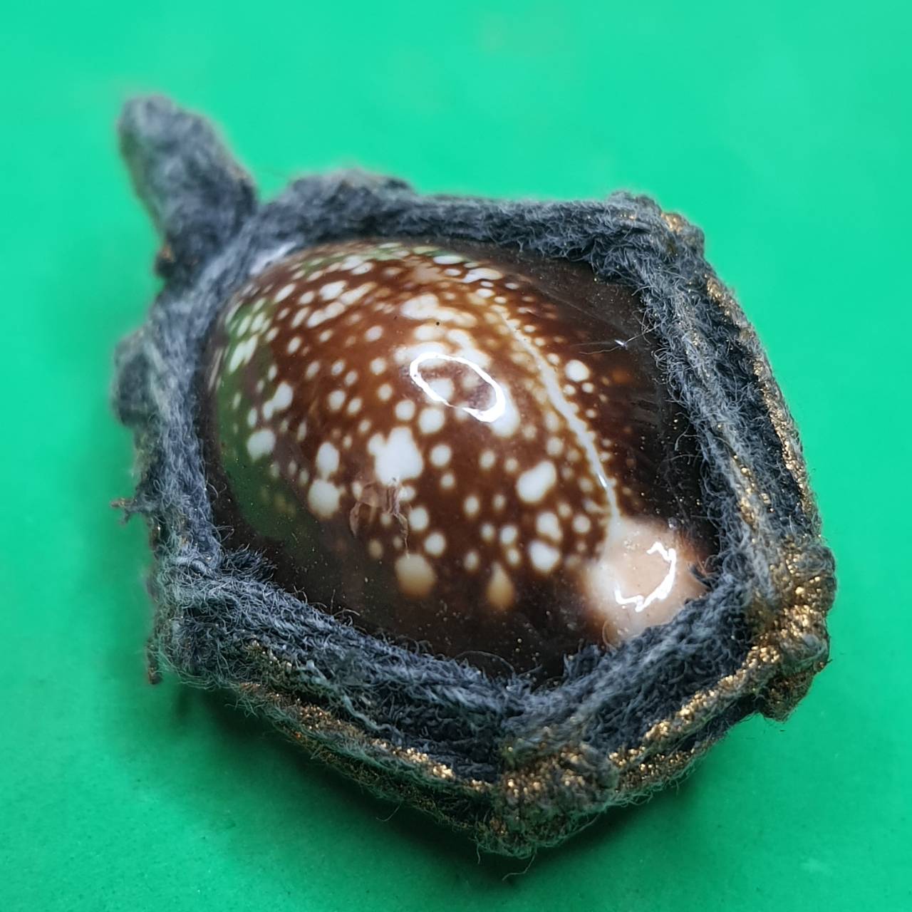 ของป้องกัน เบี้ยแก้แบบถักเชือกธรรมดา หลังตะกรุด เบี้ยแก้ของแท้ เบี้ยแก้คุณไสย ของแท้ เบี้ยแก้ปลุกเสก