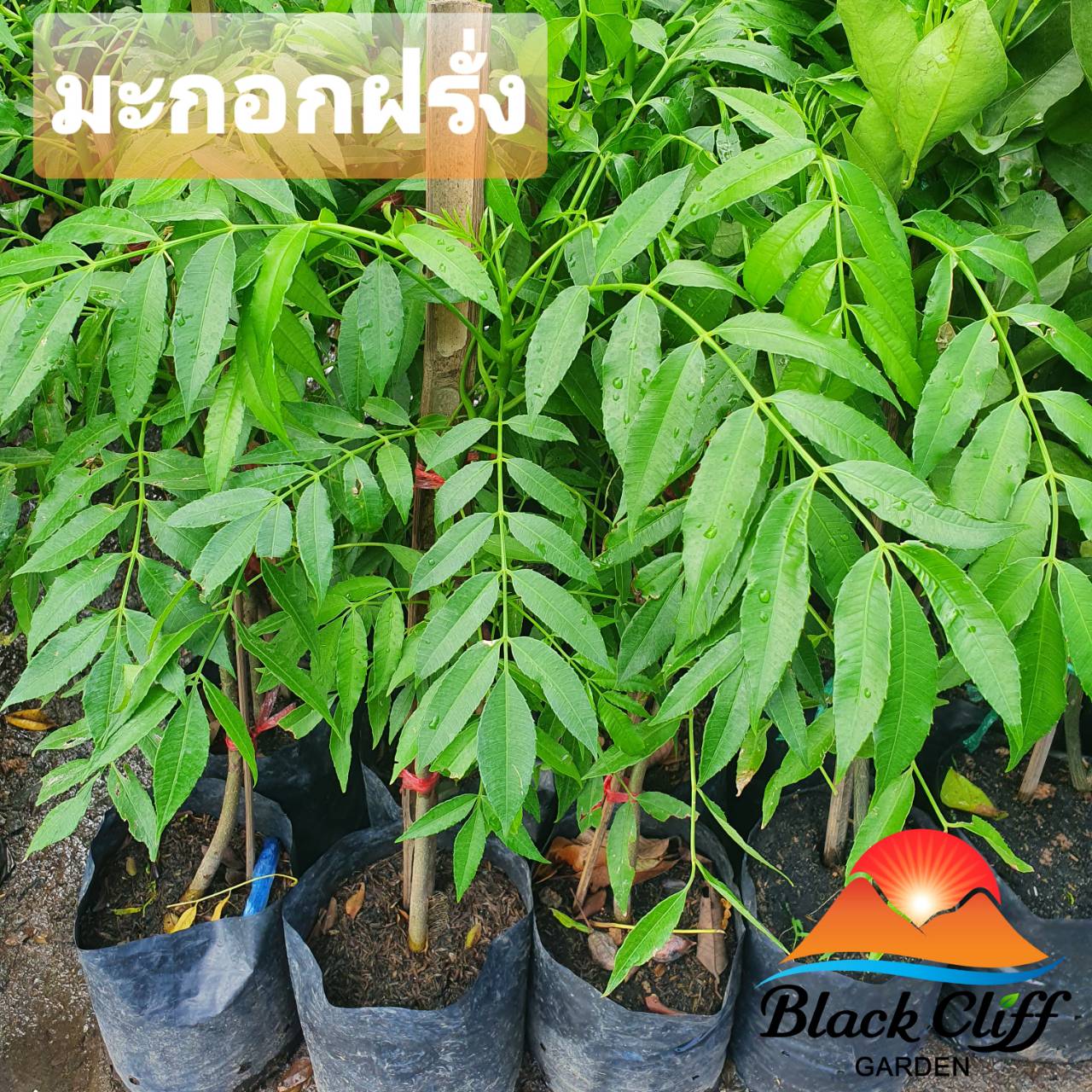 มะกอกฝรั่ง blackcliffgarden สวนผลไม้ ไม้ผล