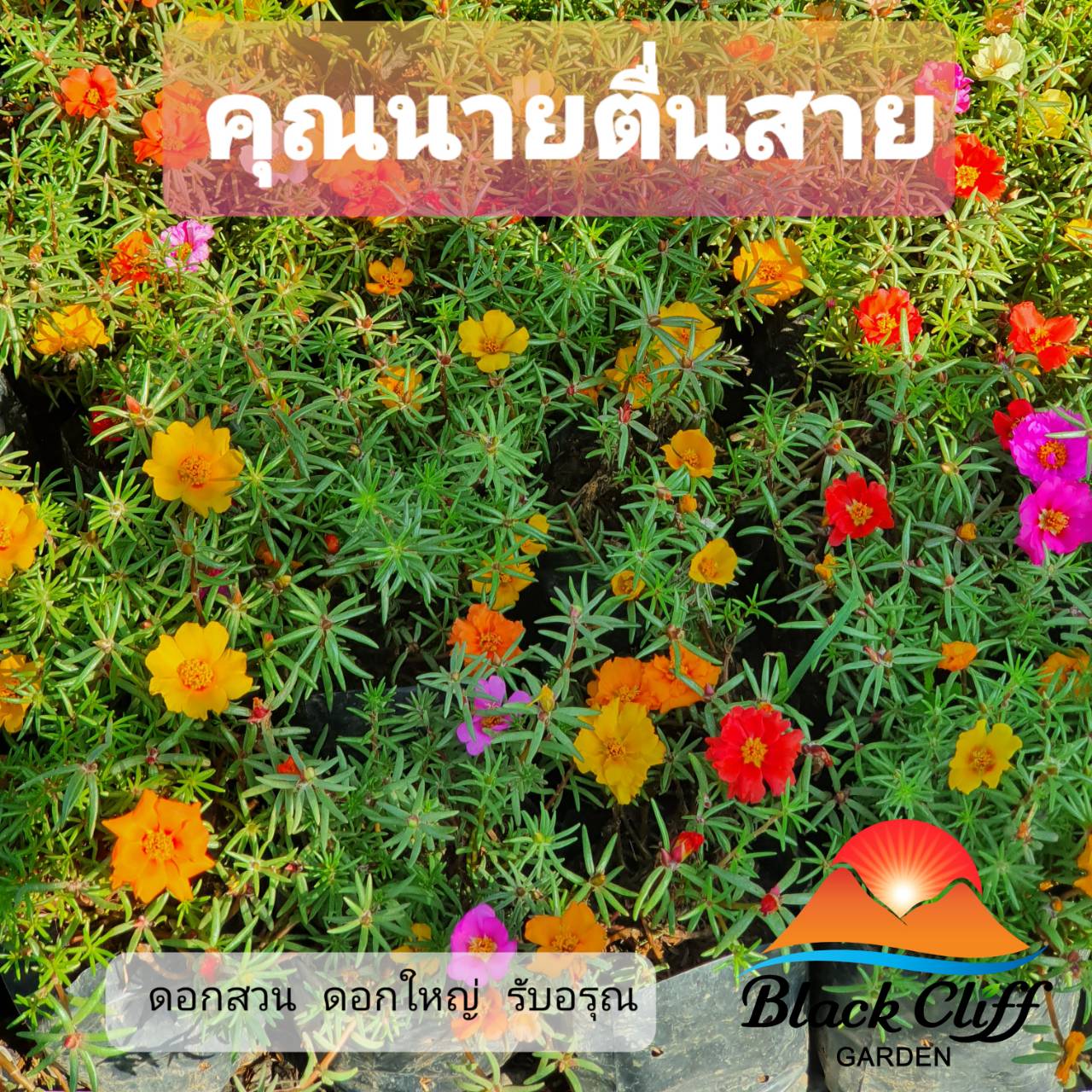 คุณนายตื่นสาย ต้นคุณนายตื่นสาย สนเขาหมาก ดอกสวย ต้นแข็งแรง รับประกันสินค้า
