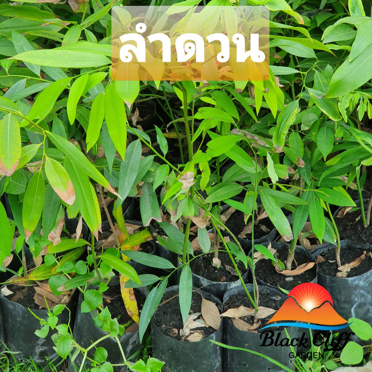 ต้นลำดวน ลำดวน ไม้ป่า ไม้มีค่า ไม้เศรษฐกิจ เพื่อความยั่งยืน เก็บออมในต้นไม้ สวนเขาหมาก