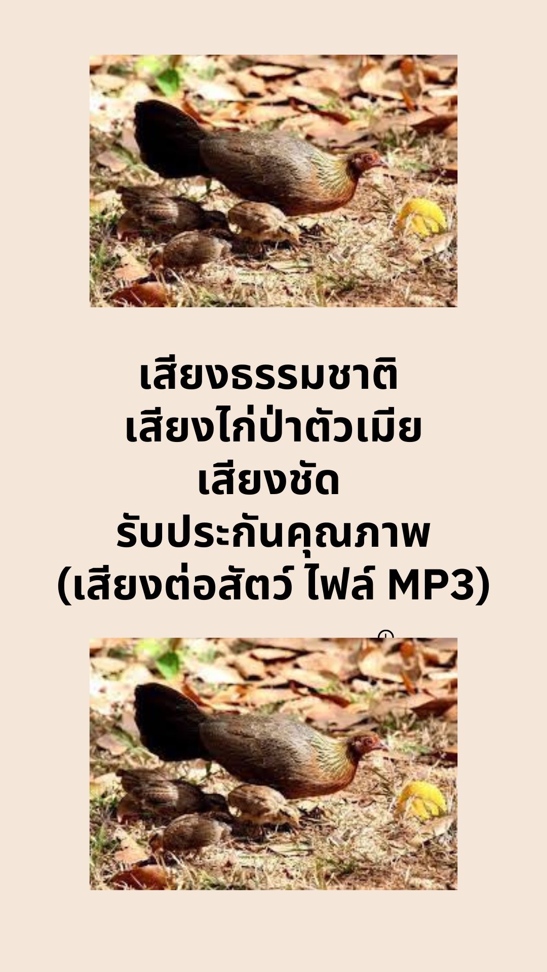 เสียงธรรมชาติ เสียงไก่ป่าตัวเมีย เสียงชัด รับประกันคุณภาพ (เสียงต่อสัตว์ ไฟล์ MP3)