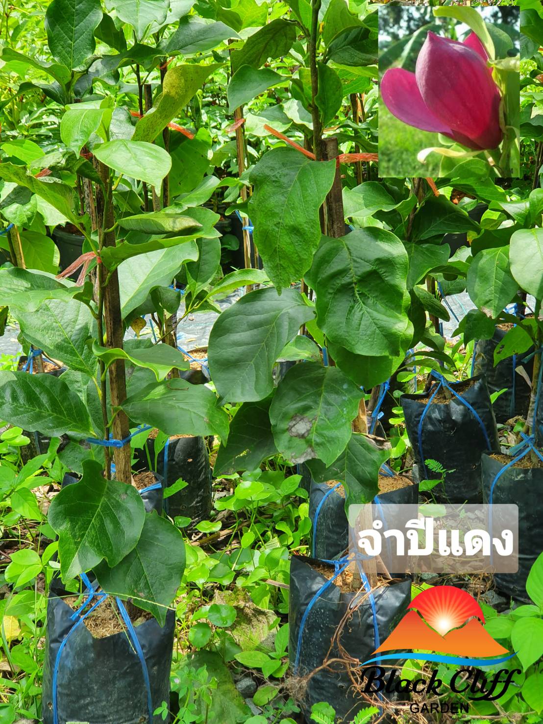 ต้นจำปีแดง จำปีแดง สวนเขาหมาก ไม้หอม ดอกหอม ไม้มงคล ต้นไม้ เมล็ดพันธ์ พันธุ์ไม้หายาก ไม้ประดับ ไม้ดอก