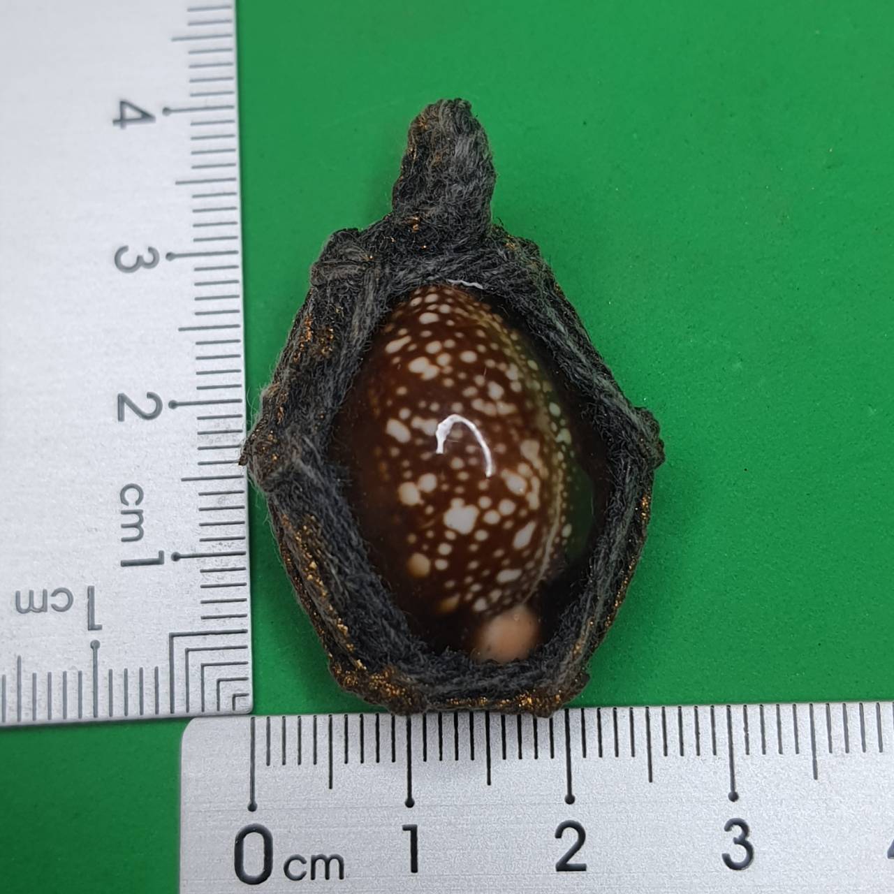 ของป้องกัน เบี้ยแก้แบบถักเชือกธรรมดา หลังตะกรุด เบี้ยแก้ของแท้ เบี้ยแก้คุณไสย ของแท้ เบี้ยแก้ปลุกเสก