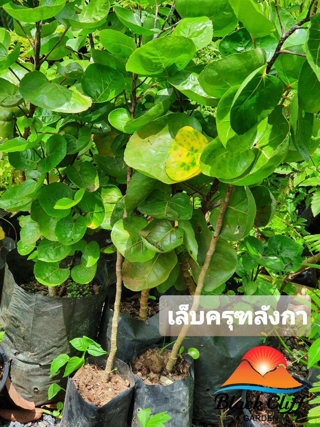 ต้นเล็บครุฑลังกา เล็บครุฑใบใหญ่ กิ่งพันธุ์ ต้นไม้ ไม้ผล ต้นพันธ์ เมล็ดพันธ์ พันธุ์ไม้ ไม้มงคล ไม้ฟอกอากาศ เมล็ดพันธุ์ สวนเขาหมาก ใบสามารถทำภาชนะใส่ของ ใบทนทานแข็งแรง สูงประมาณ 40-50 ซม.