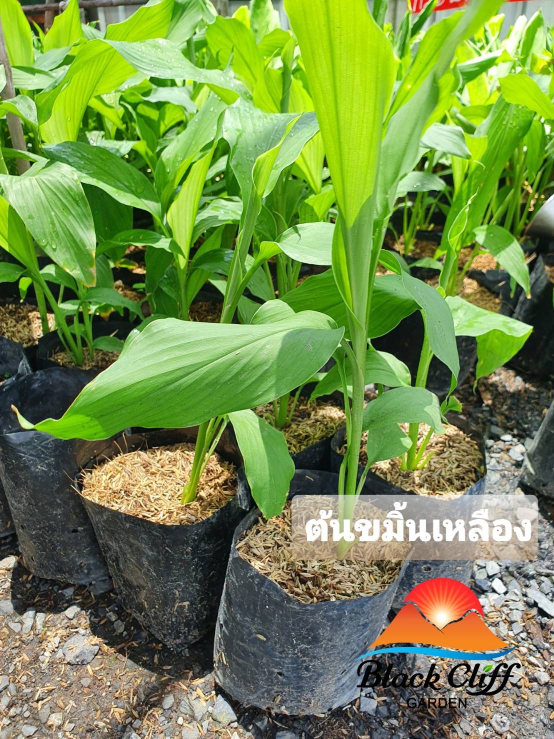 ขมิ้นเหลือง สมุนไพรในบ้าน เพื่อสุขภาพ สวนเขาหมาก ผักสวนครัว