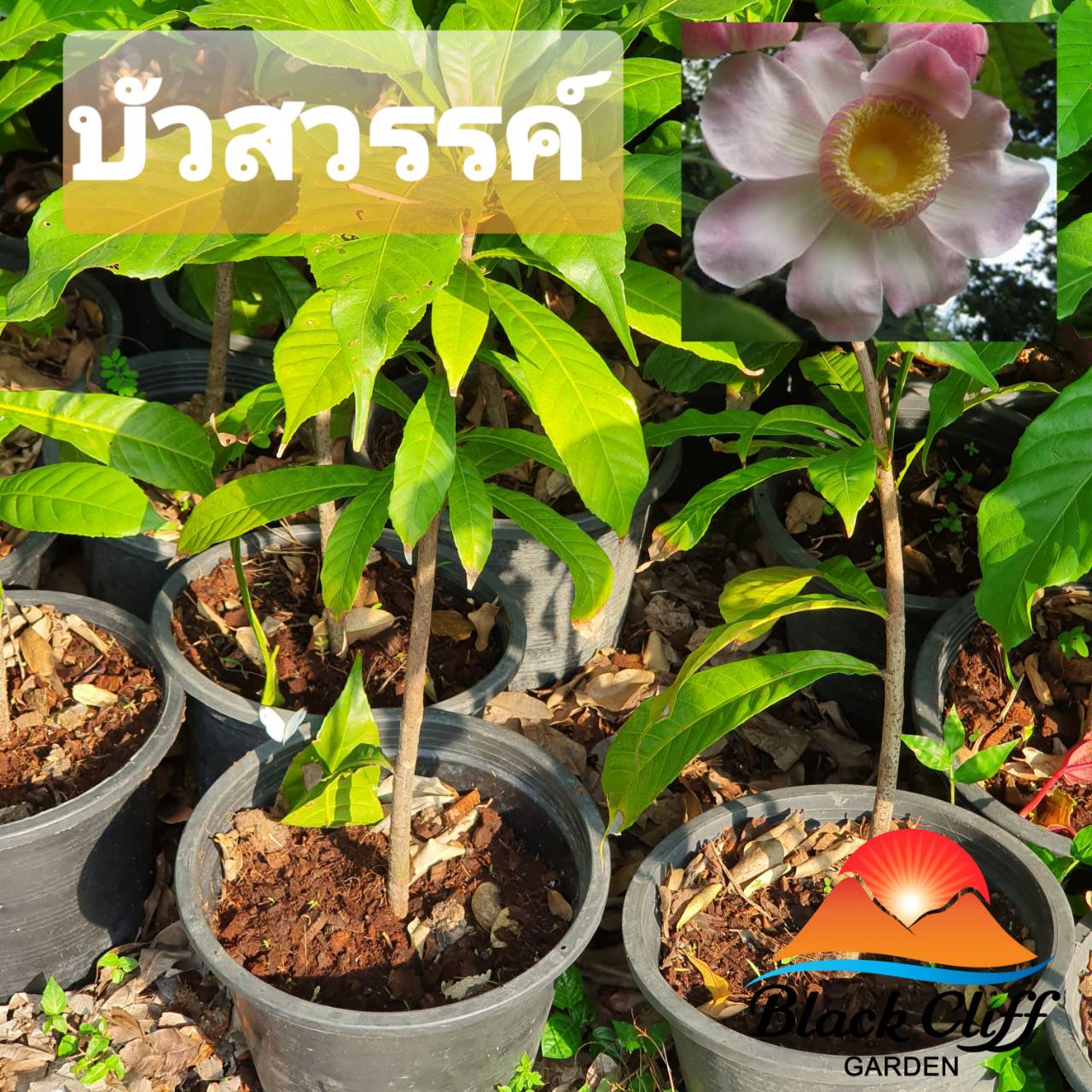 บัวสวรรค์ ต้นบัวสวรรค์ ไม้ยืนต้น พุ่ม ไม้ดอกไม้ประดับ ดอกไม้สวย ดอกสวยสามารถจัดแจกัน ไม้สวนสวย ปลูกหน้าบ้าน ผักผ่อนหย่อนใจ