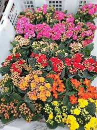 กุหลาบหิน ต้นกุหลาบหิน สวนเขาหมาก รับประกันสินค้า ไม้อวบน้ำ ต้นสวยงามพร้อมดอก ไม้ประดับ