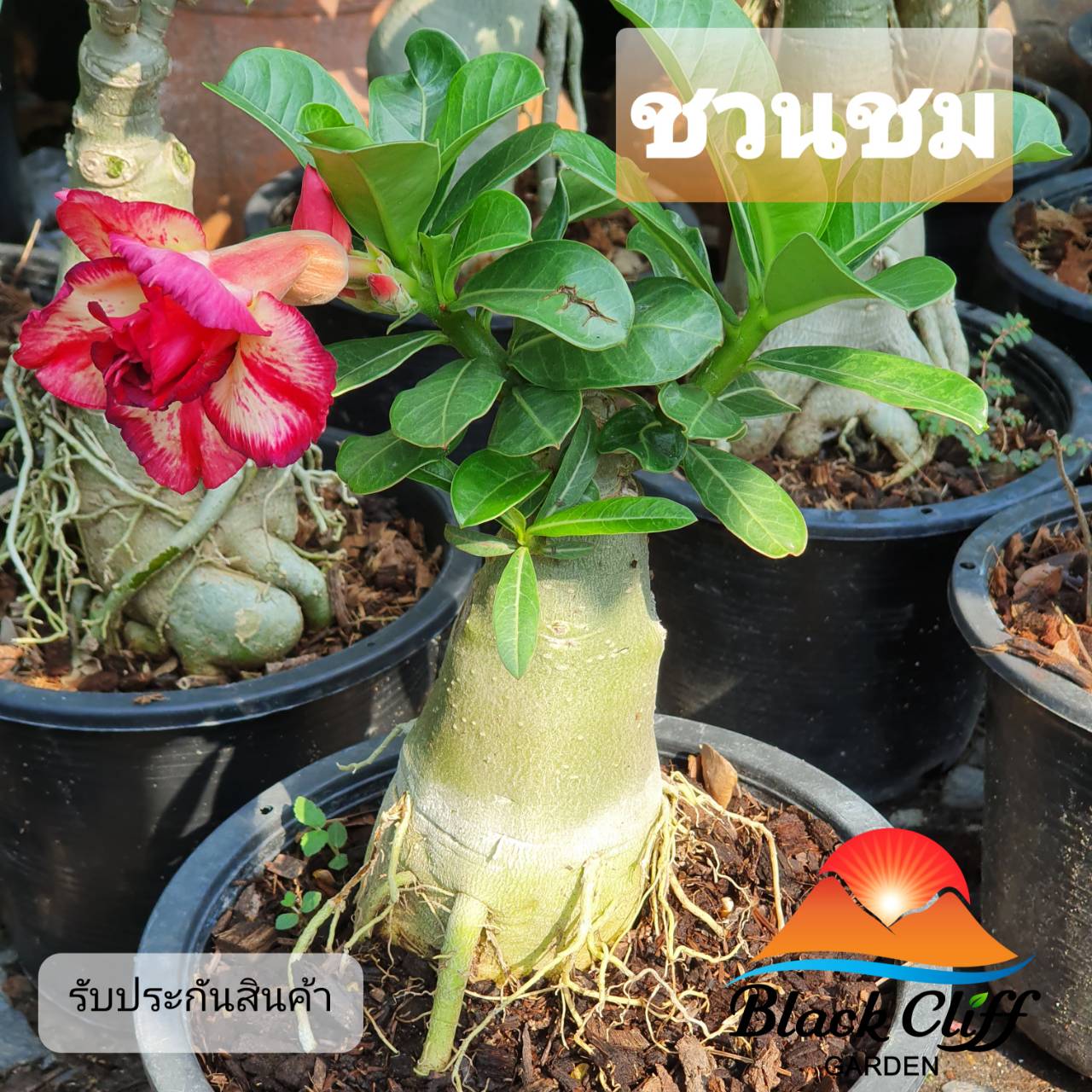 ชวนชม ต้นชวนชม ไม้ประดับ ไม้ดัด สวนเขาหมาก ต้นไม้ ไม้ผล ต้นพันธ์ พันธุ์ไม้ ไม้มงคล