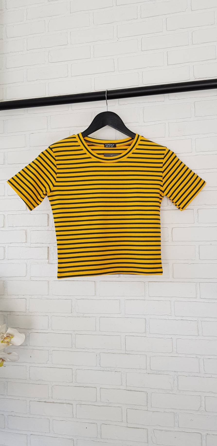 กลมริ้วเล็ก