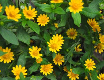 กระดุมทอง ต้นกระดุมทอง สวนเขาหมาก ไม้ดอก ไม้สวย ไม้ประดับ ดอกไม้ home garden