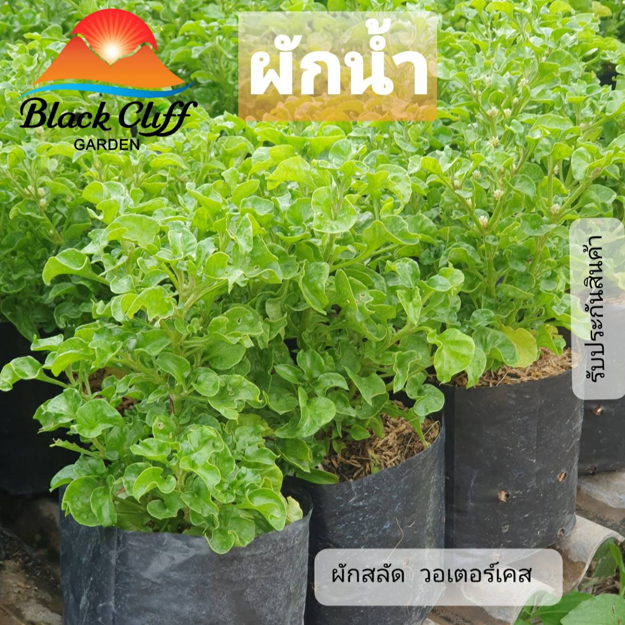 ผักน้ำ สลัดน้ำ วอเตอร์เครส ต้นไม้ ไม้ผล ต้นพันธ์ เมล็ดพันธ์ พันธุ์ไม้ ไม้มงคล ไม้ฟอกอากาศ เมล็ดพันธุ์ สวนเขาหมาก บำรุงสเปริ์มสำหรับหนุ่ม และบำรุงผิวให้สว่าง