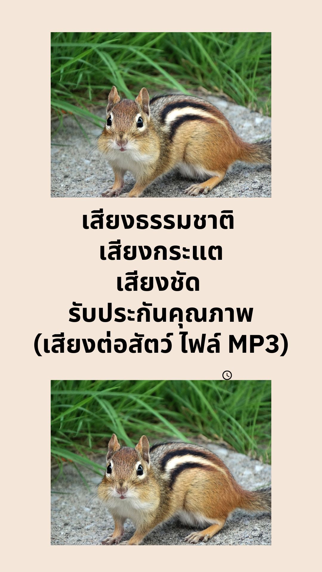 เสียงธรรมชาติ เสียงกระแต เสียงชัด รับประกันคุณภาพ (เสียงต่อสัตว์ ไฟล์ MP3)
