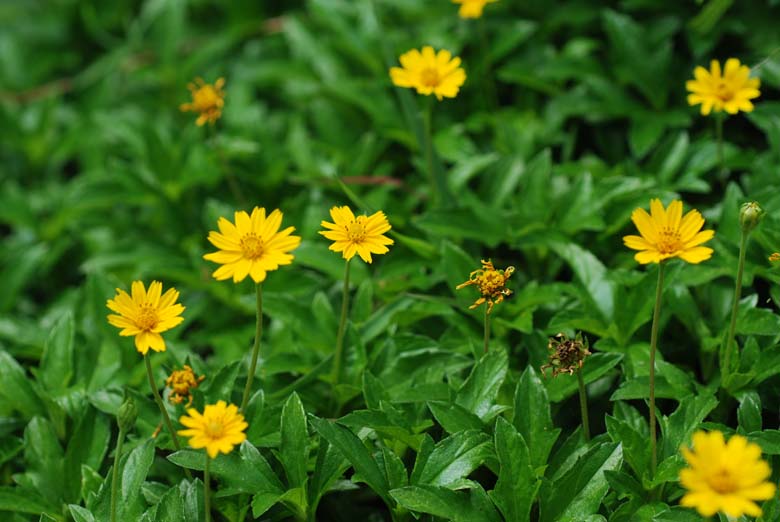 กระดุมทอง ต้นกระดุมทอง สวนเขาหมาก ไม้ดอก ไม้สวย ไม้ประดับ ดอกไม้ home garden