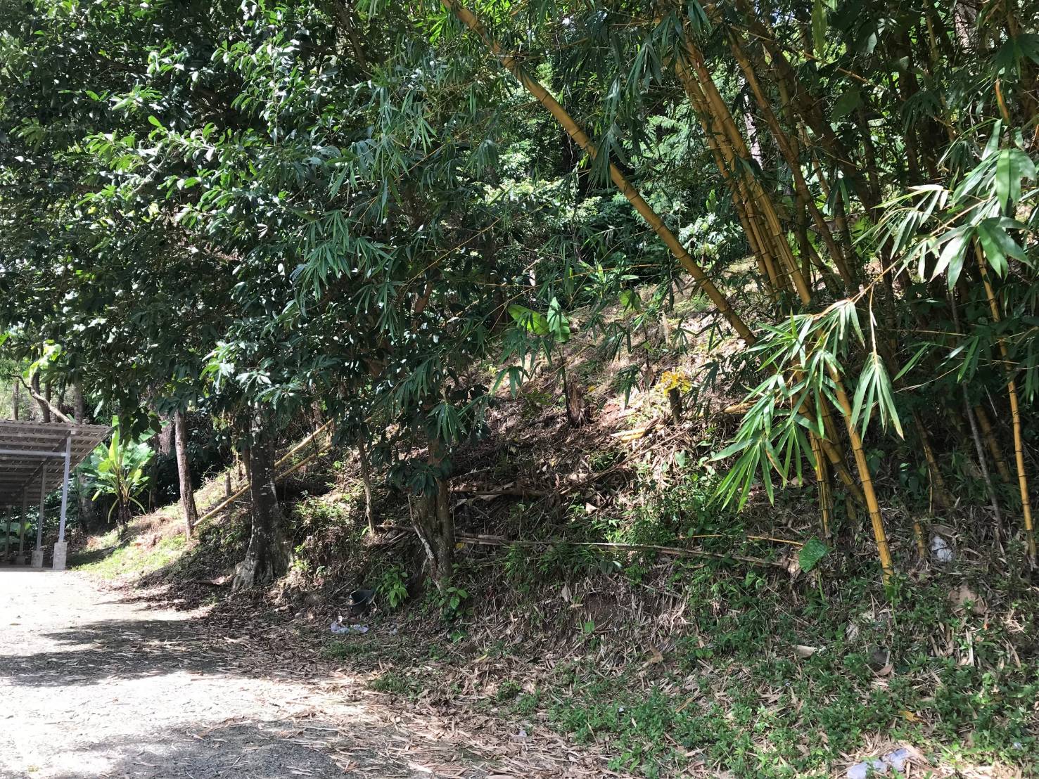 For Sales : Land at Kathu, Near golf course, 184 sqw.