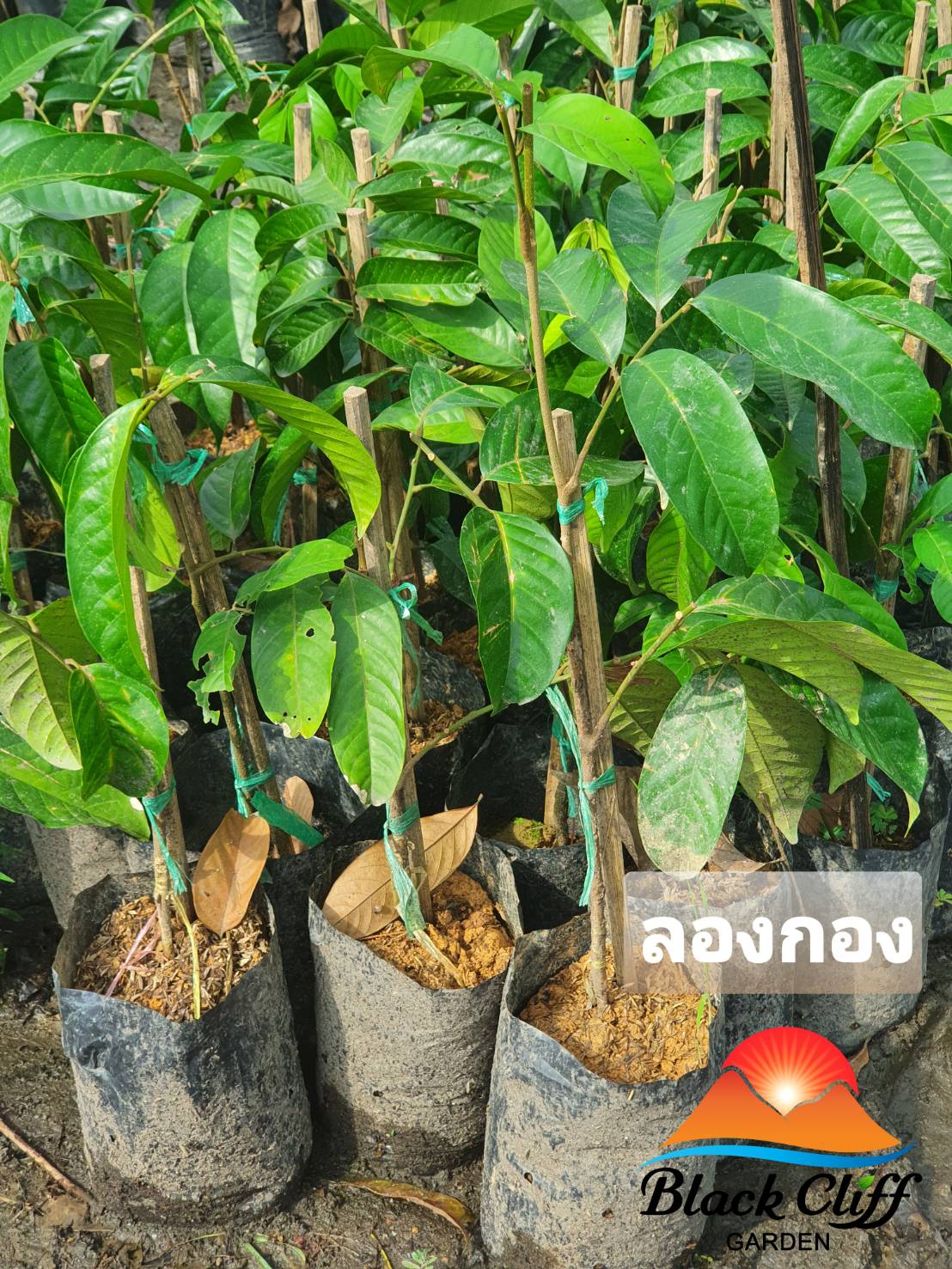 ต้นลองกอง ตันหยง กิ่งพันธุ์ ต้นไม้ ไม้ผล ต้นพันธ์ เมล็ดพันธ์ พันธุ์ไม้ ไม้มงคล ไม้ฟอกอากาศ เมล็ดพันธุ์ สวนเขาหมาก เนื้อนวลหวานฉ่ำ เป็นไม้พุ่มดูแลง่าย ออกลูกดกเต็มต้น สูงประมาณ 50 ซม.