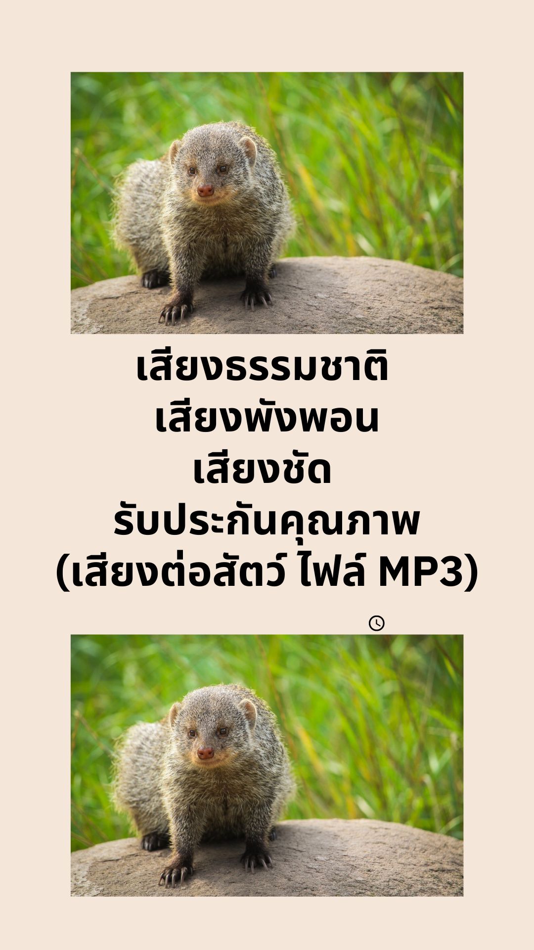 เสียงธรรมชาติ เสียงพังพอน เสียงชัด รับประกันคุณภาพ (เสียงต่อสัตว์ ไฟล์ MP3)