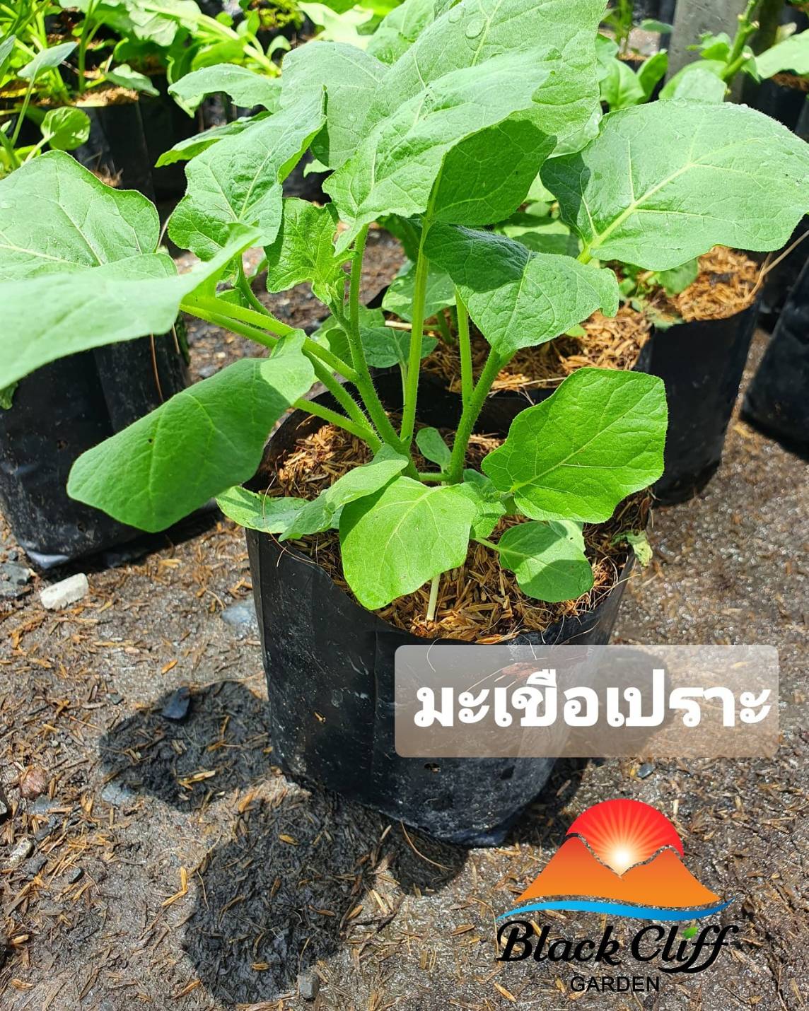 ต้นมะเขื่อเปราะขาว ผักสวนครัว