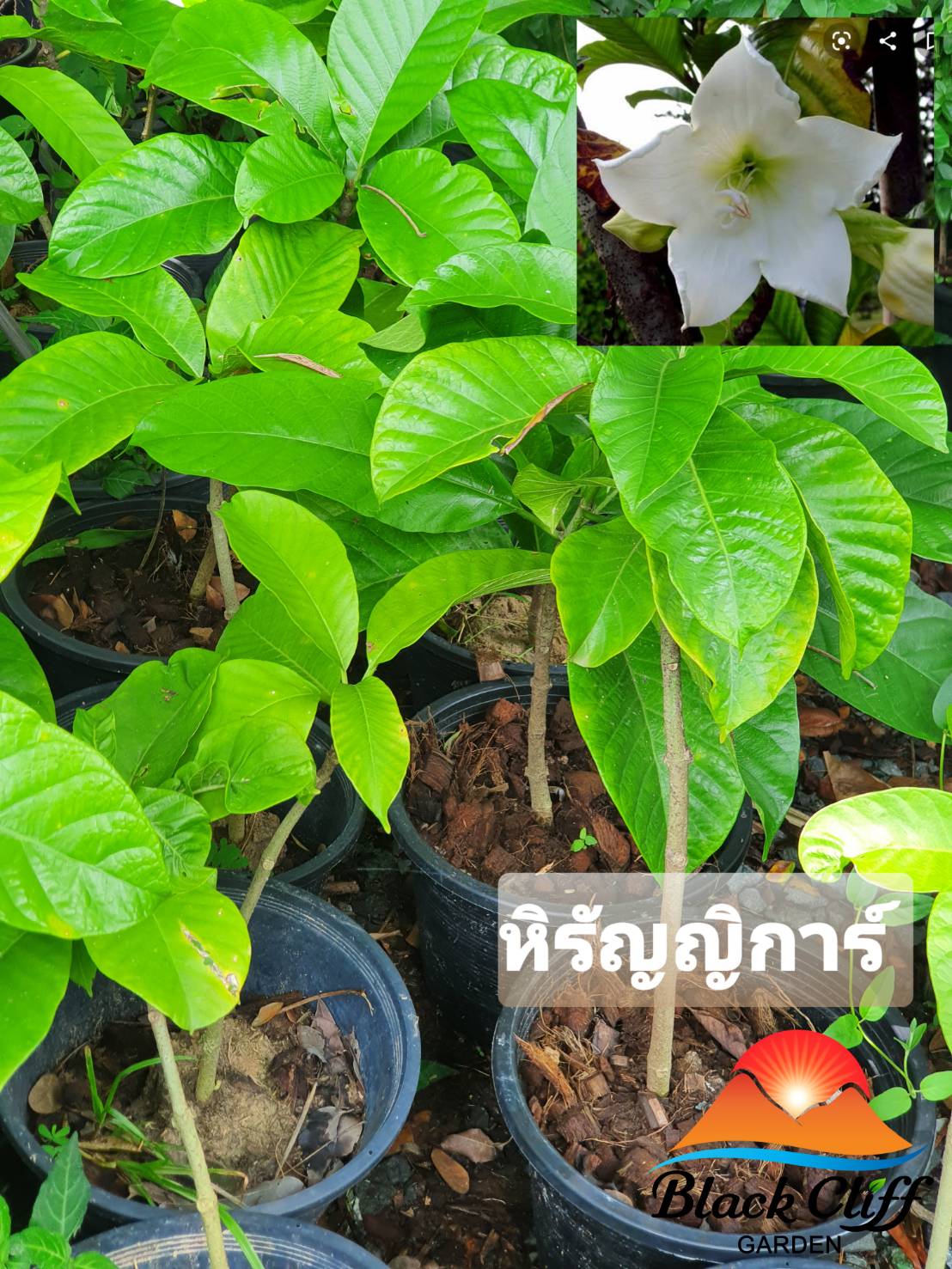 ต้นหิรัญญิกาย์ ไม้หอม ดอกหอม ไม้มงคล ต้นไม้ เมล็ดพันธ์ พันธุ์ไม้หายาก ไม้ประดับ ไม้ดอก