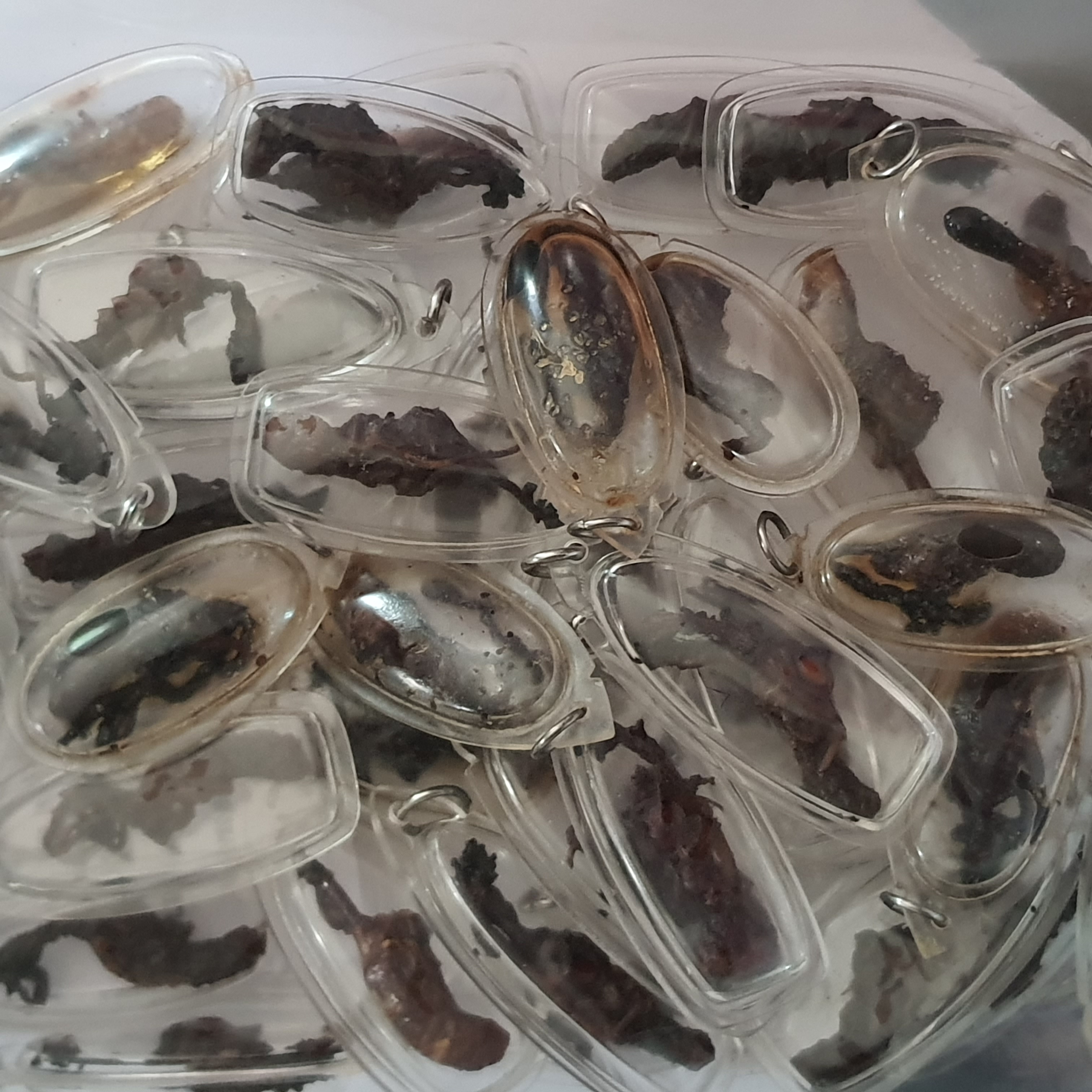 ของนำโชค ว่านจั๊กจั่นของแท้ เลี่ยมกรอบ ขนาด 3-4ซ.ม. ปลุกเสกแล้ว ว่านจั๊กจั่น เรไร พญาว่านจั๊กจั่น ว่านจั๊กจั่นของแท้