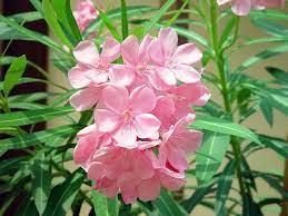 ดอกยี่โถ blackcliffgarden ไม้ดอก ไม้ประดับ ดอกยี่โถ สีชมพู