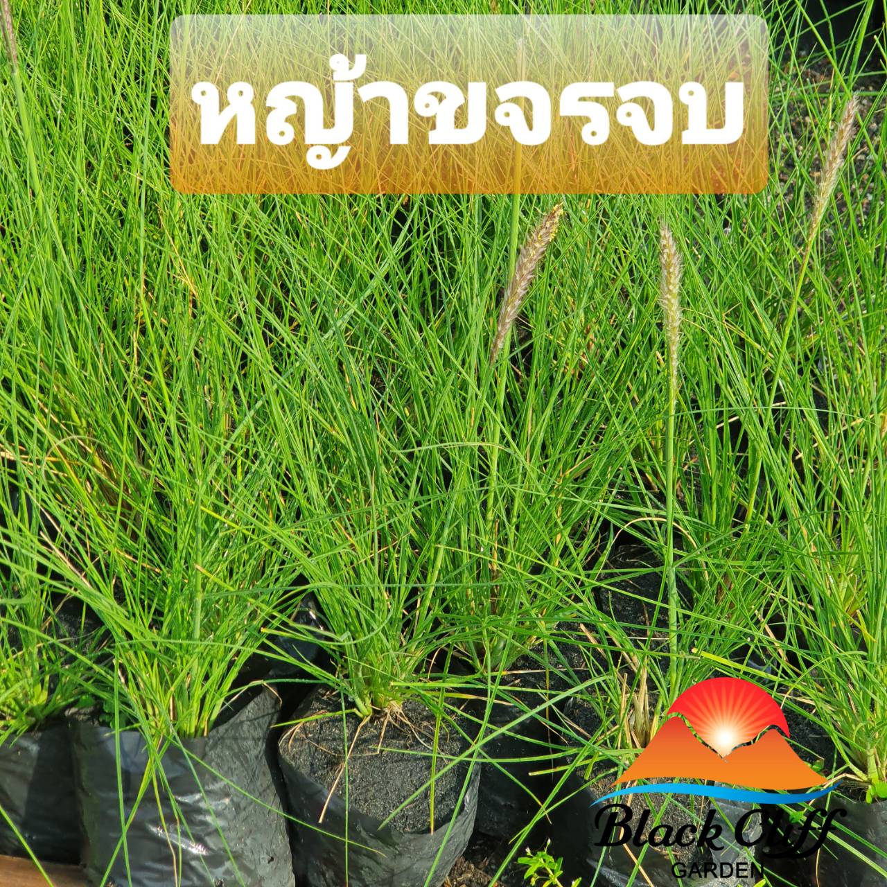 หญ้าน้ำพุ fountaingrass สวนสวย ไม้ประดับ สวนเขาหมาก รับประกันสินค้า