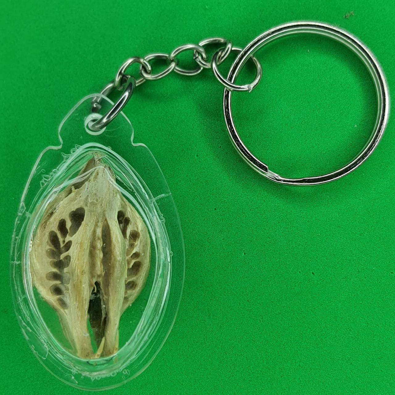 ของป้องกัน เล็บครุฑแบบพวงกุญแจ สีขาว เล็บครุฑ ผลเล็บครุฑ ของแท้ เล็บพญาครุฑ