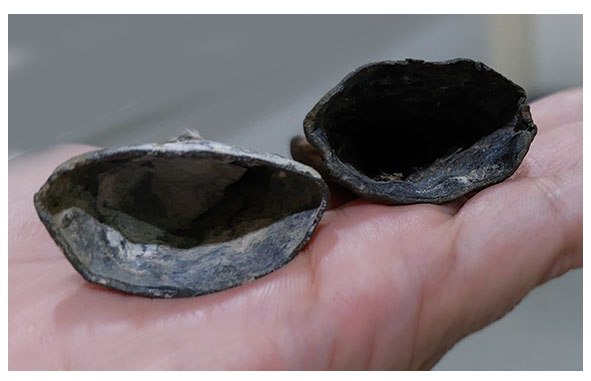 พระนาคปรกเก่าเล็ก-BPT2739-