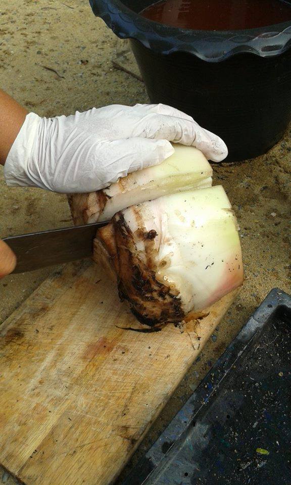 à¸œà¸¥à¸à¸²à¸£à¸„à¹‰à¸™à¸«à¸²à¸£à¸¹à¸›à¸ à¸²à¸žà¸ªà¸³à¸«à¸£à¸±à¸š à¸à¸²à¸£à¸‚à¸¢à¸²à¸¢à¸žà¸±à¸™à¸˜à¸¸à¹Œà¸à¸¥à¹‰à¸§à¸¢ à¸œà¹ˆà¸²à¸«à¸™à¹ˆà¸­à¸à¸¥à¹‰à¸§à¸¢