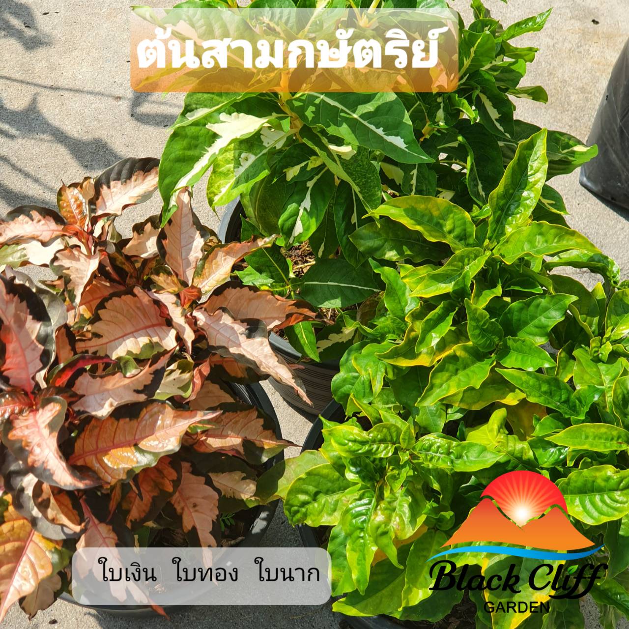 ใบเงิน ใบทอง ใบนาก ต้นใบเงิน ต้นใบทอง ต้นใบนาก ต้นใบนาค สวนเขาหมาก ต้นไม้มงคล เสริมเรื่องเงินทอง ได้รับ 3 ต้น รับประกันสินค้า