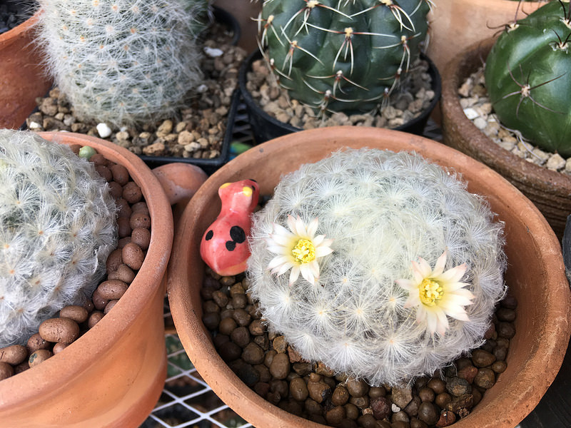 ขนนกขาว แคคตัส Mammillaria Plumosa สวนเขาหมาก ไม้ประดับ สวนเขาหมาก ต้นไม้ ต้นพันธ์ เมล็ดพันธ์ พันธุ์ไม้ ไม้มงคล ไม้ฟอกอากาศ