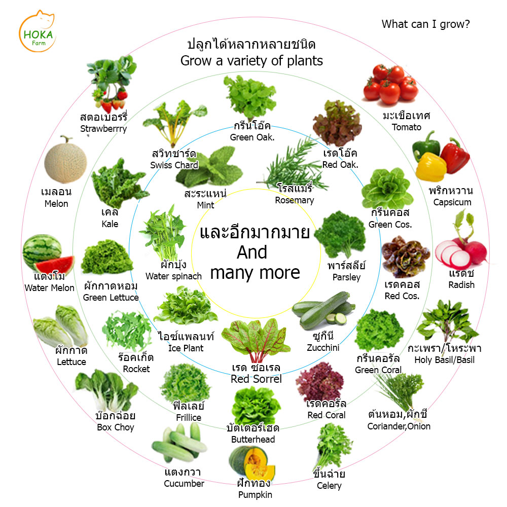 [ชุดถังน้ำ] ที่ปลูกแนวตั้ง 6 ชั้น ปลูกได้ 24 ต้น พร้อมอุปกรณ์การปลูก ครบเซต