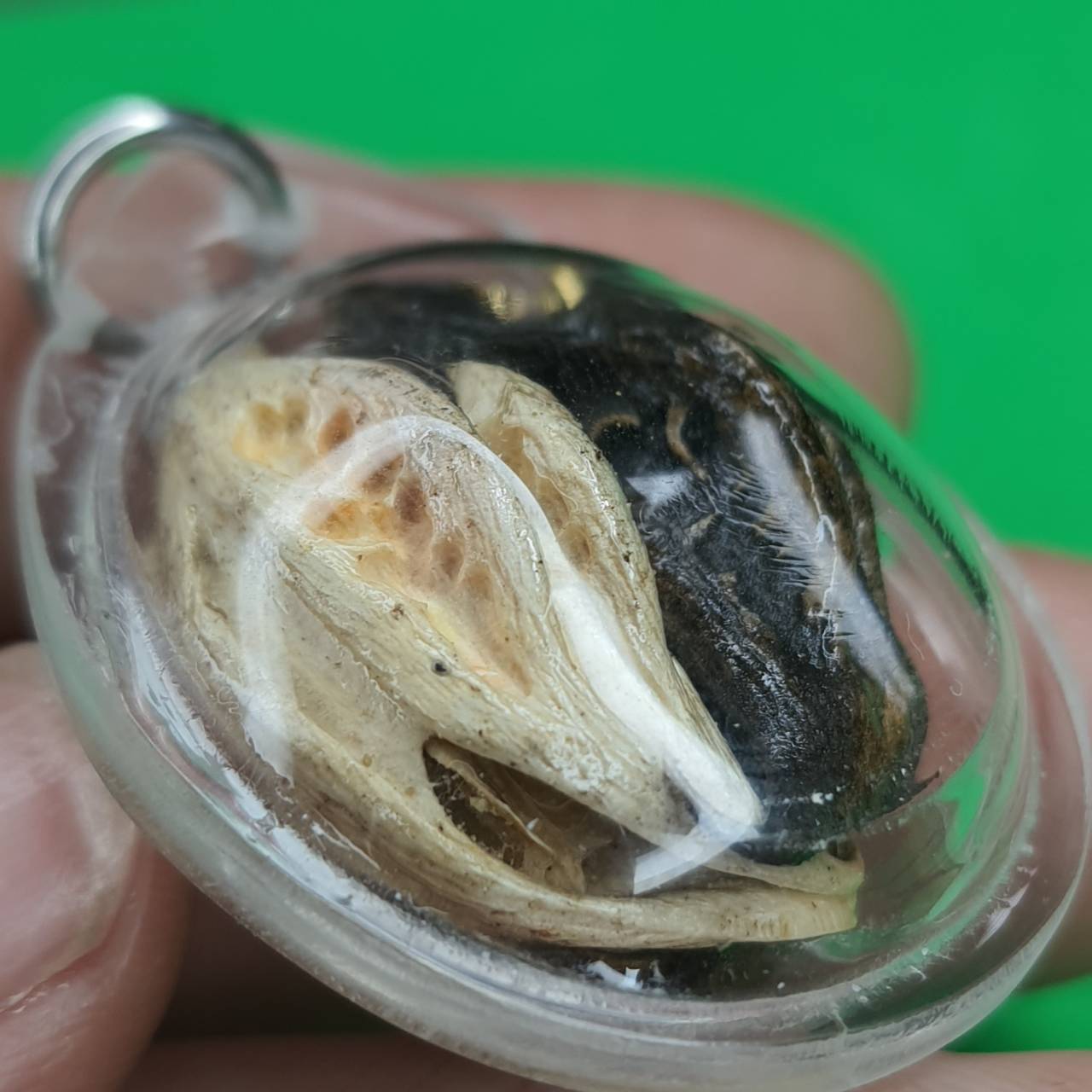 ของป้องกัน เล็บครุฑแบบกรอบคู่ไม่ใส่น้ำมัน สีธรรมชาติ สีดำและสีขาว เล็บครุฑ ของแท้ เล็บพญาครุฑ ผลเล็บครุฑ