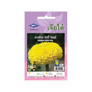 ดาวเรือง ฮันนี่ โกลด์ blackcliffgarden