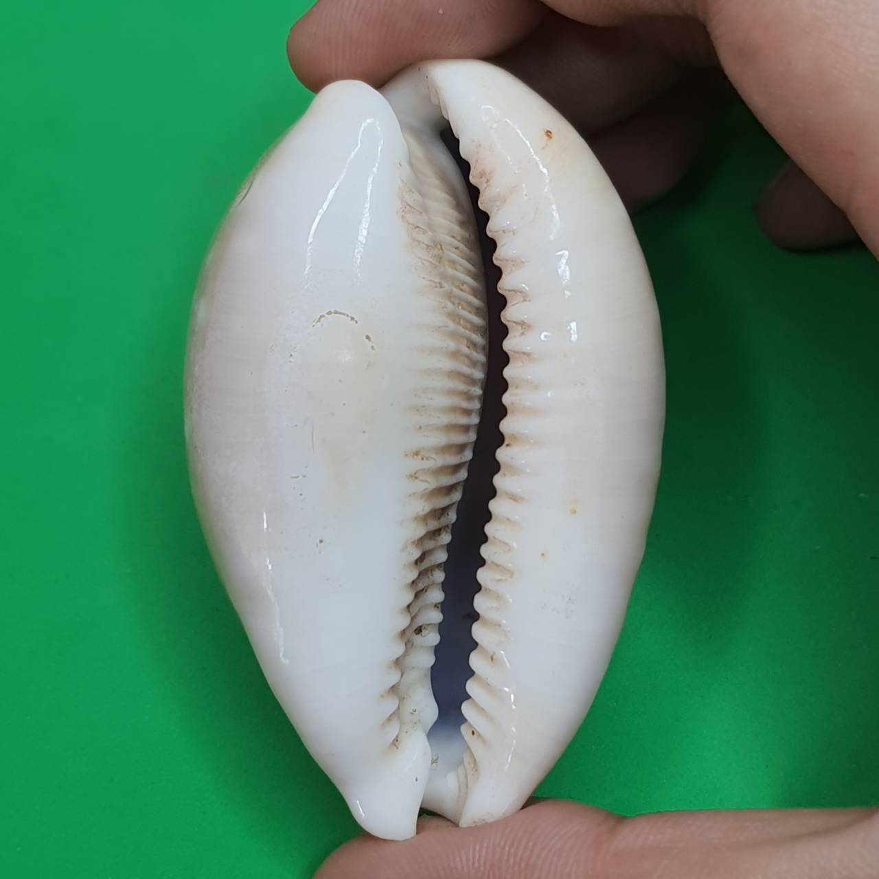 ของป้องกัน เบี้ยแก้ครู ขนาดกลาง เบี้ยแก้ของแท้ เบี้ยแก้คุณไสย ของแท้ เบี้ยแก้ปลุกเสก